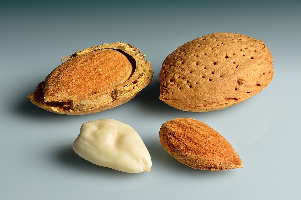 Carmel Almond