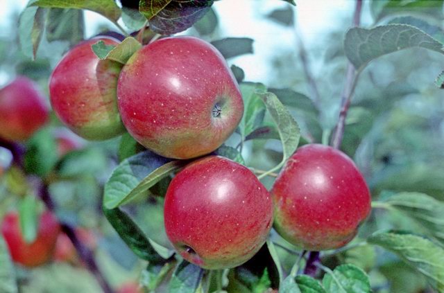 Granny Smith Apple