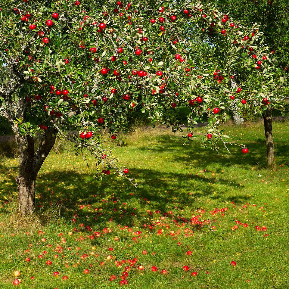 Pink Lady Apple