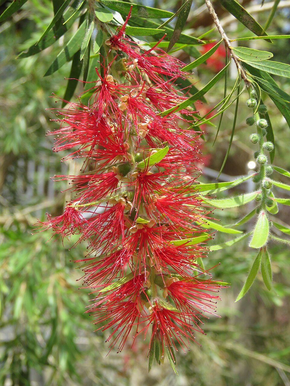 Crimson Bottlebrush (Advanced)