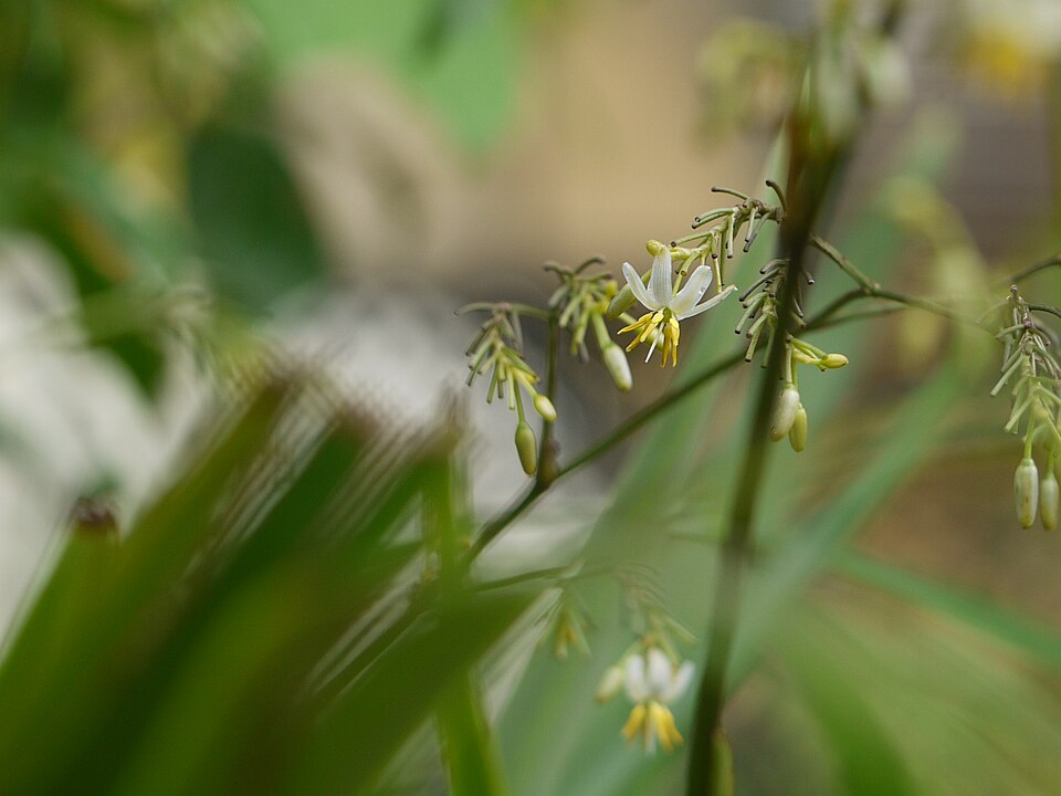 Tasman Flax Lily