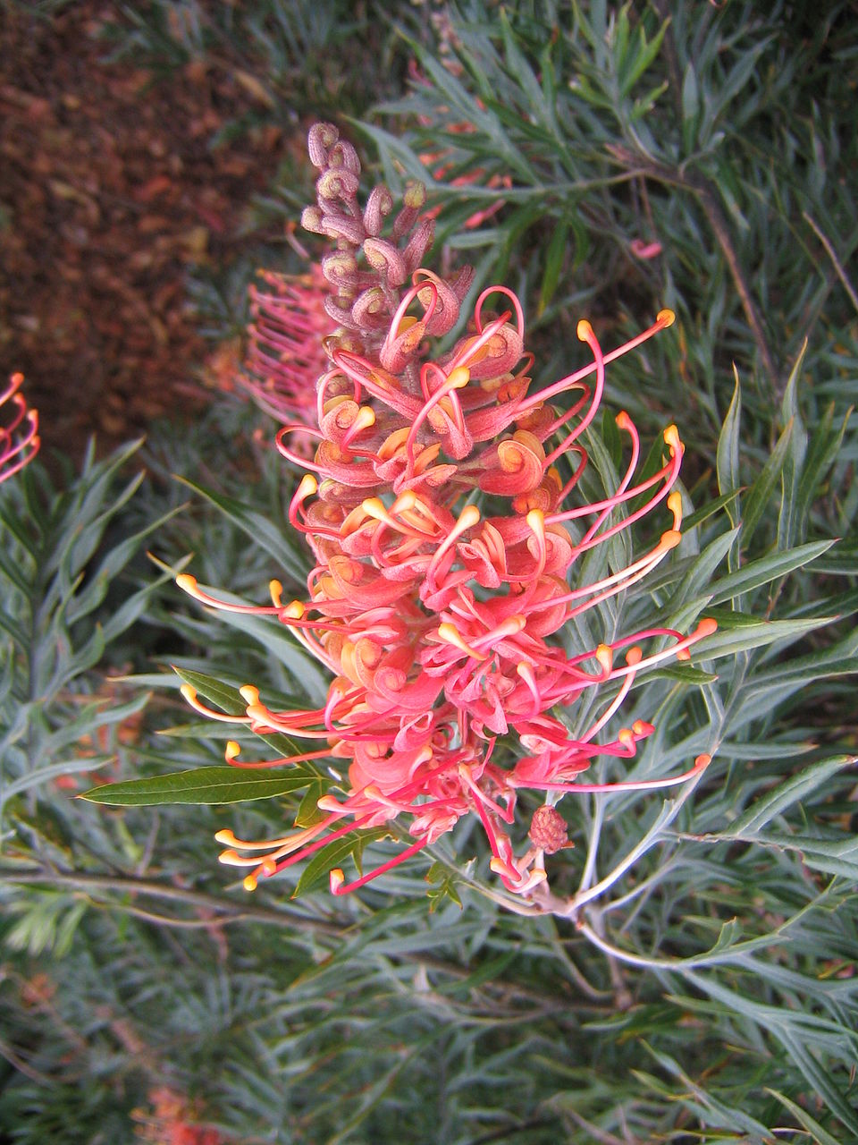 Superb Grevillea
