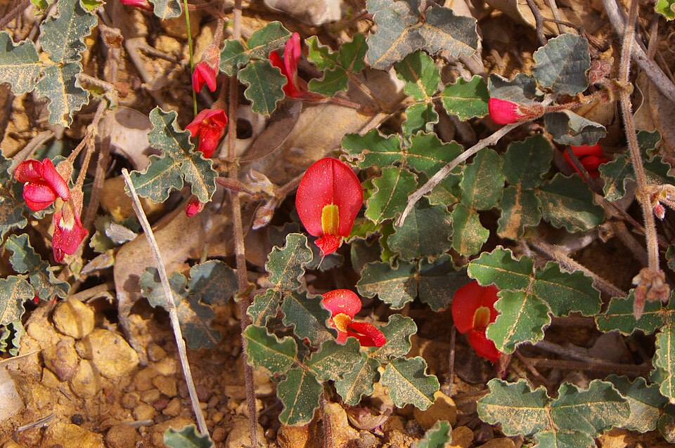 Dusky Coral Pea