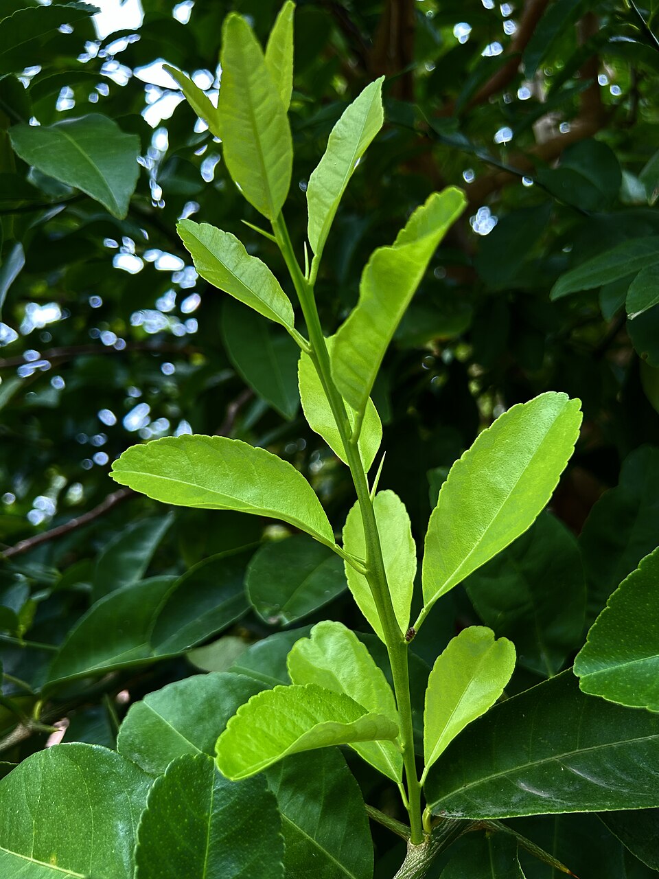 Tahitian Lime