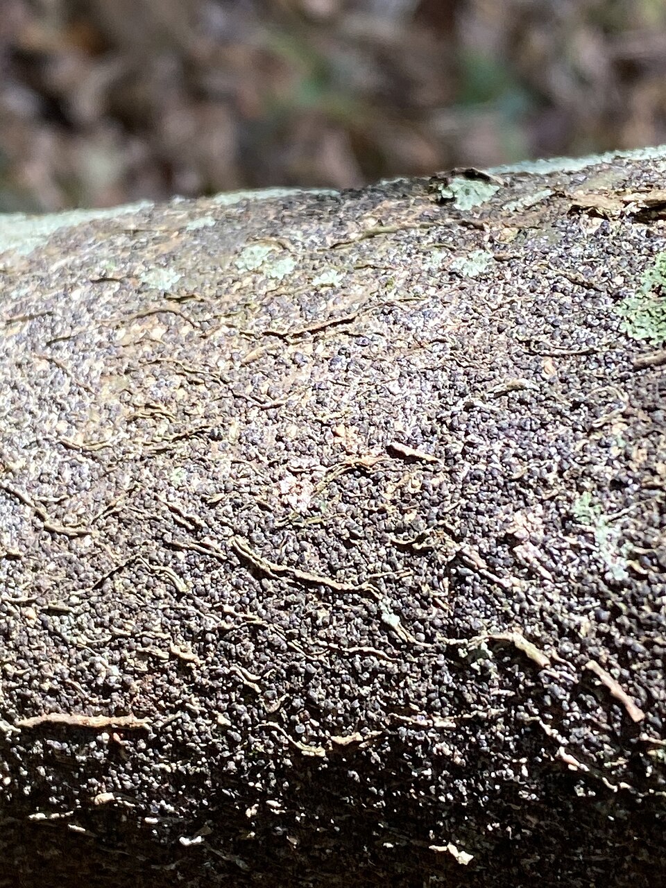 Macadamia Integrifolia