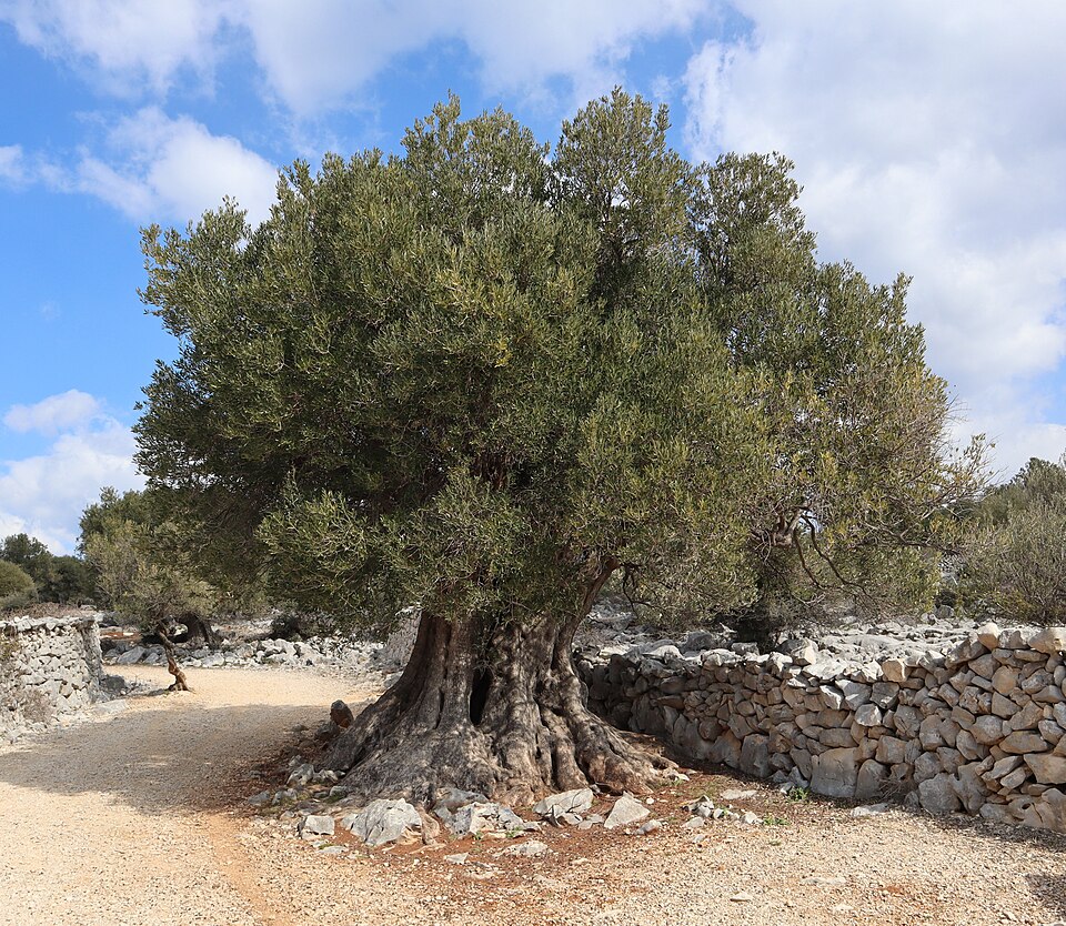 Kalamata Olive
