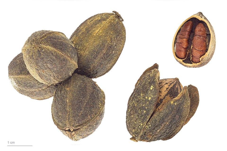 Mohawk Pecan