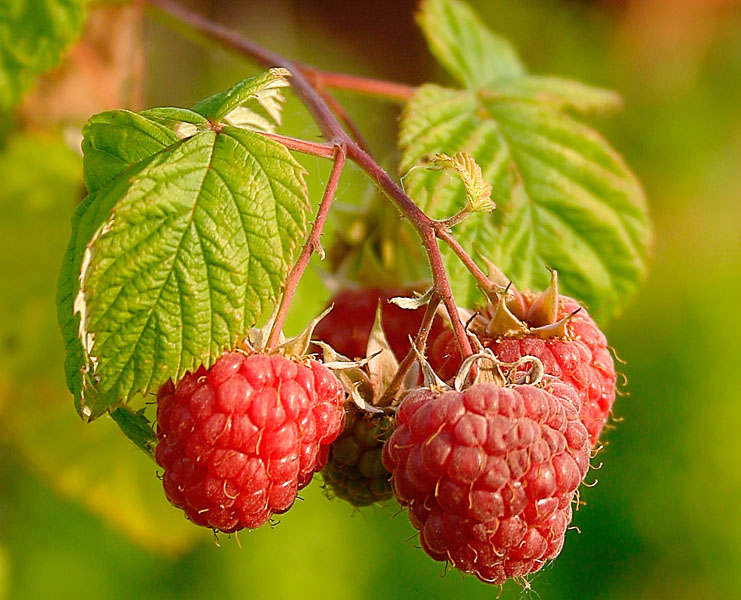 Heritage Raspberry