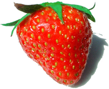 Albion Strawberry