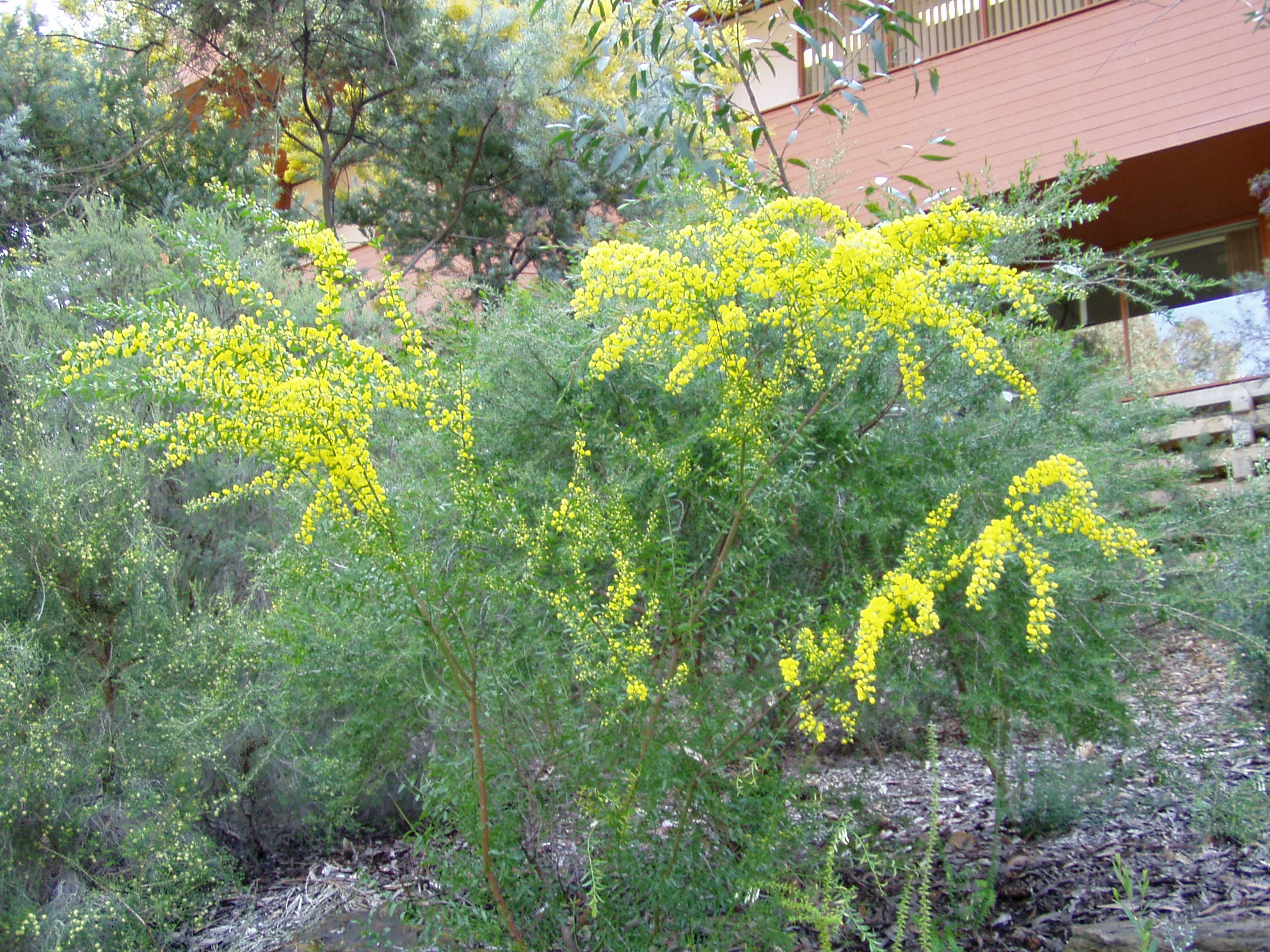 Gold Dust Wattle