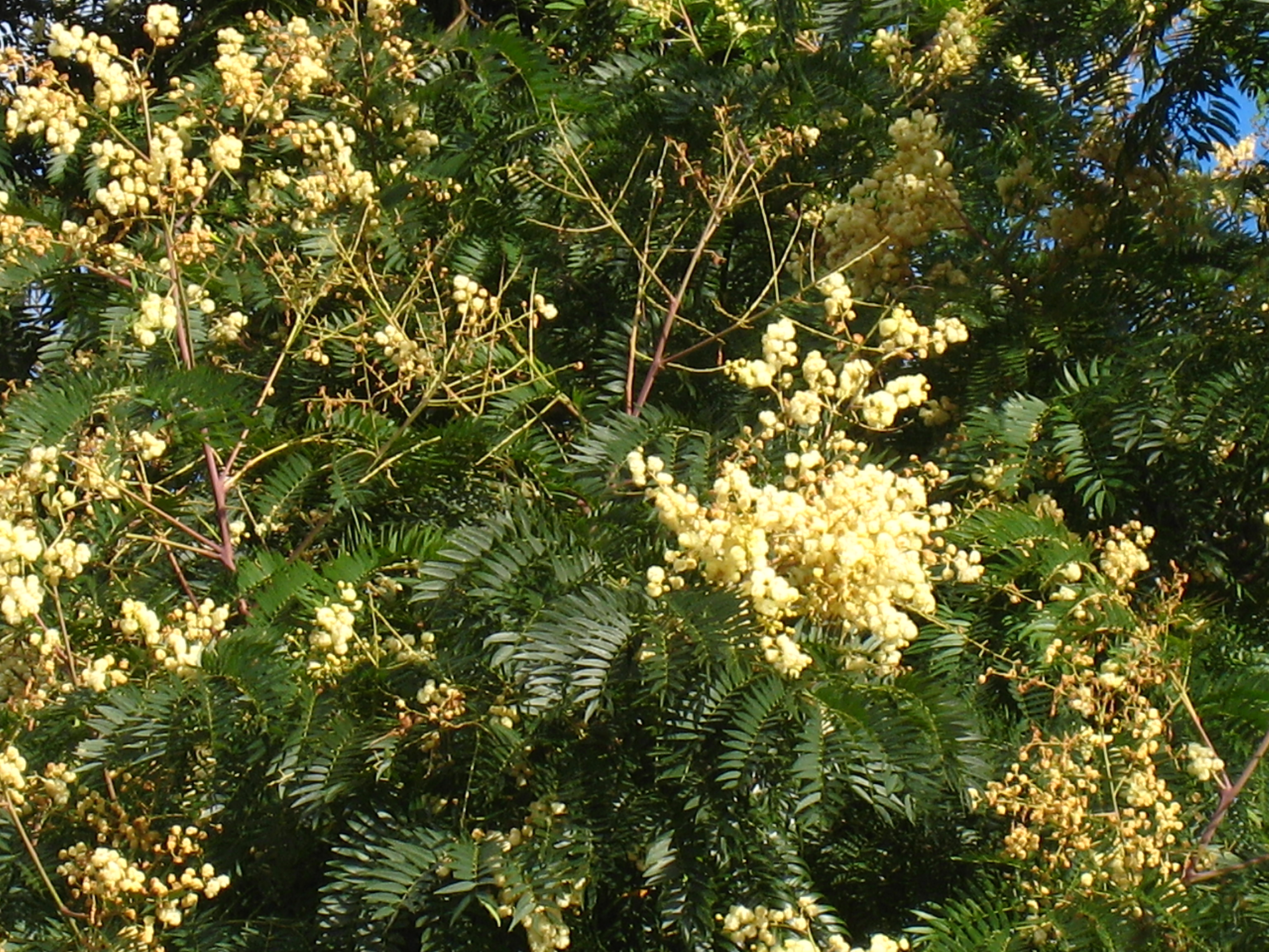 Mountain Cedar Wattle