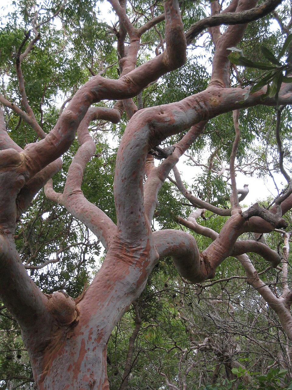 Sydney Red Gum