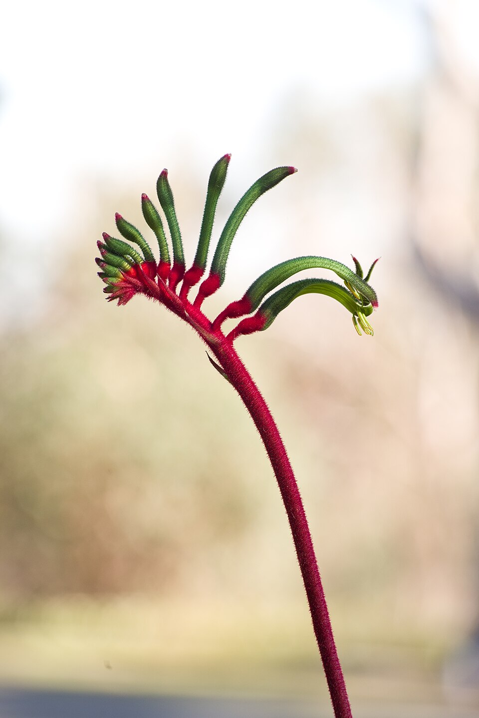 Red and Green Kangaroo Paw