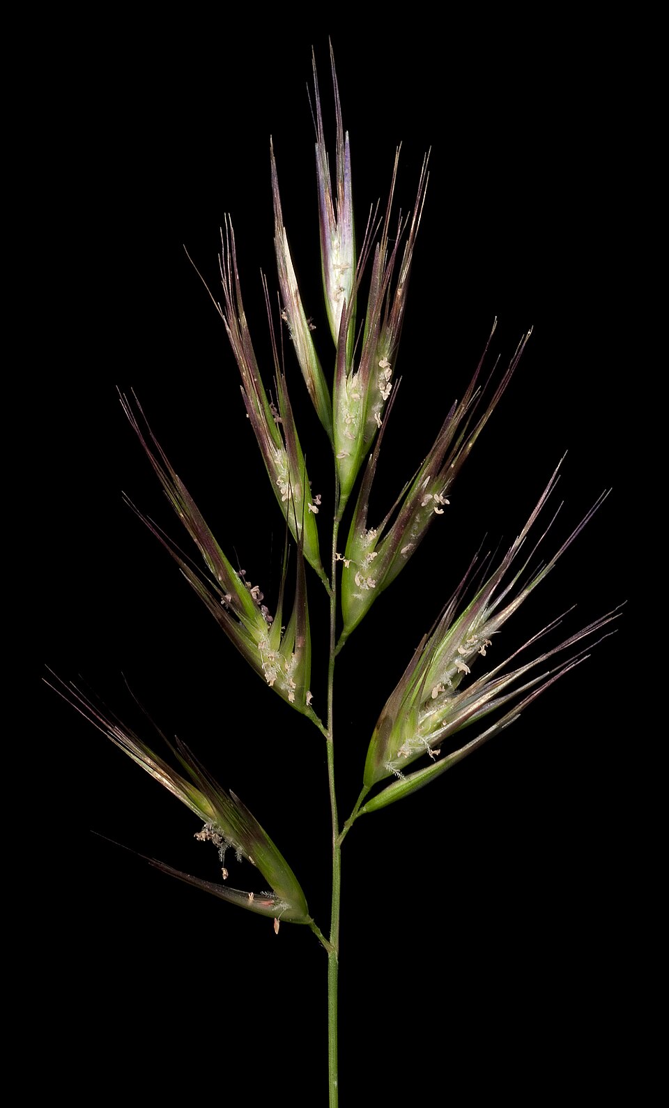 Wallaby Grass