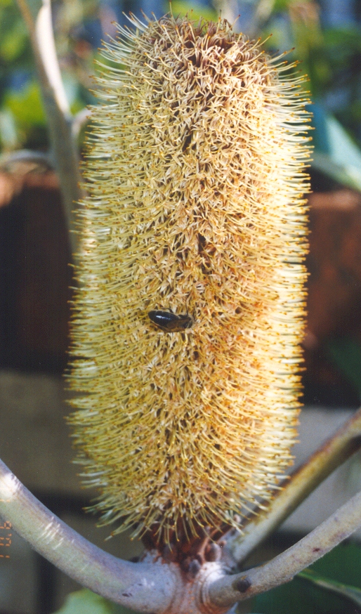 Swamp Banksia