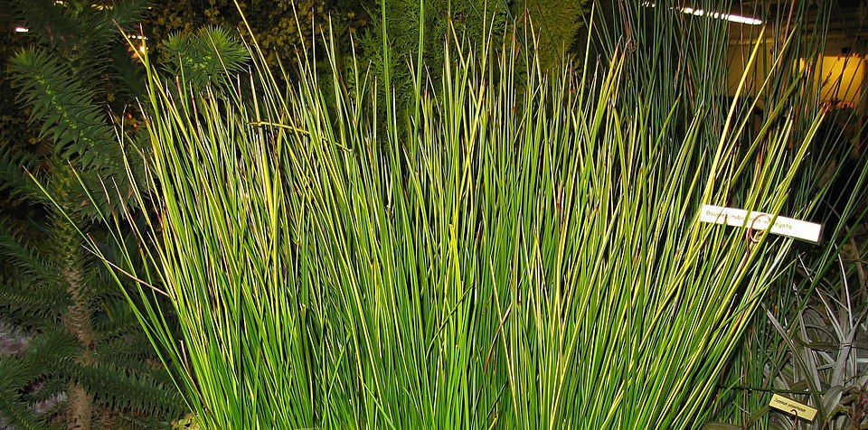 Soft Twig Rush