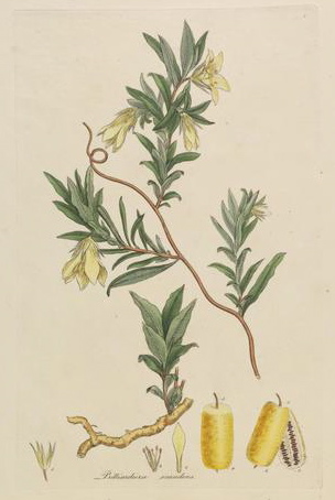 Common Apple Berry