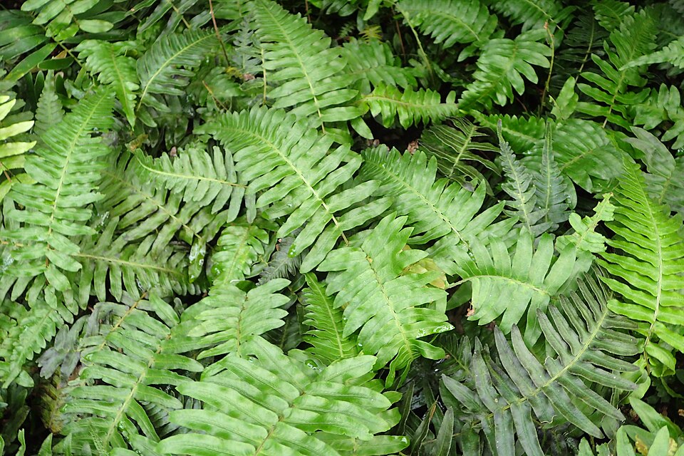 Hard Water Fern