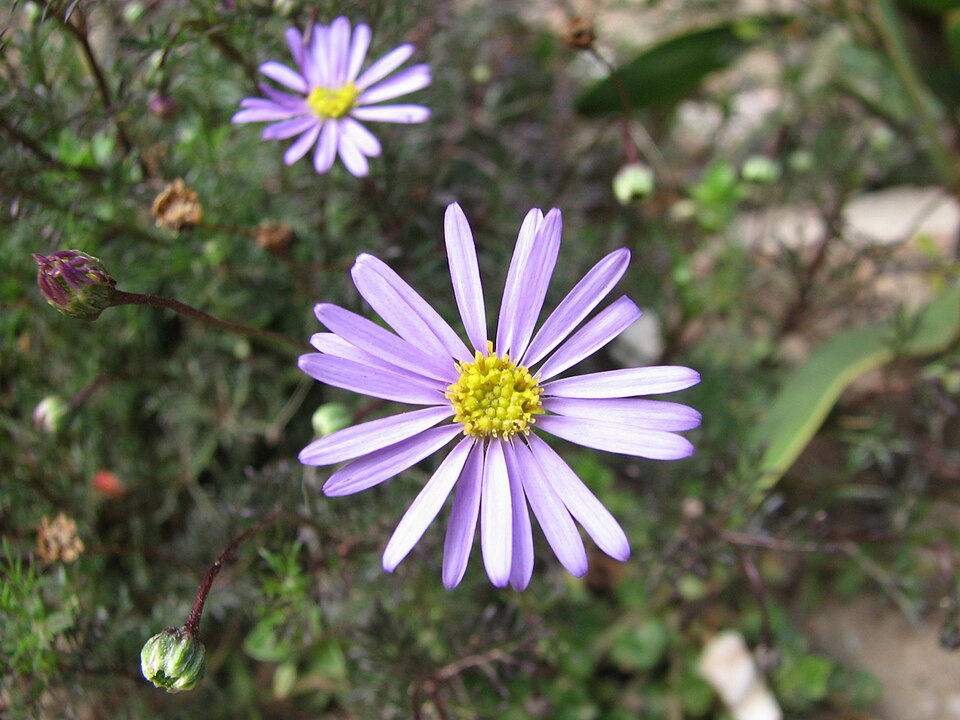 Cut-leaf Daisy