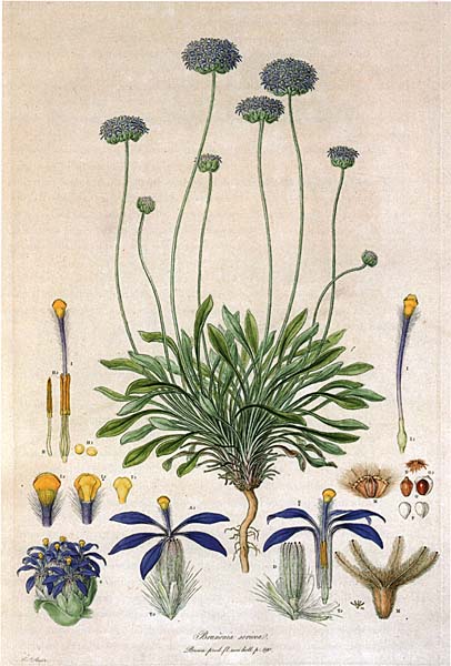 Blue Pincushion