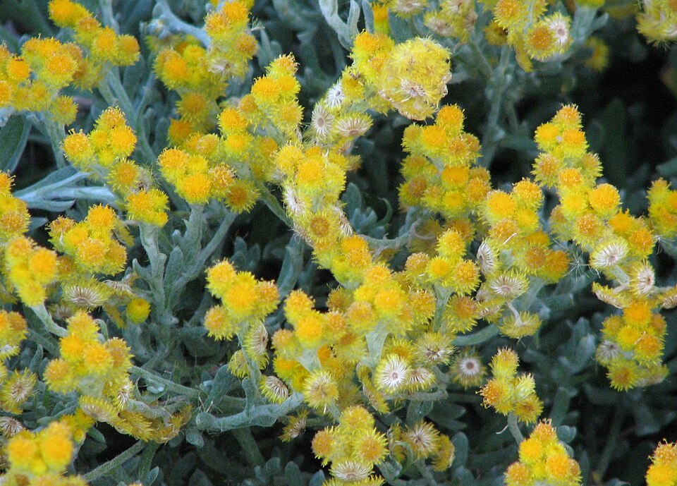 Common Everlasting