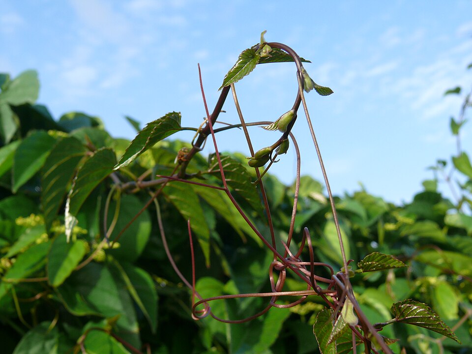 Kangaroo Vine