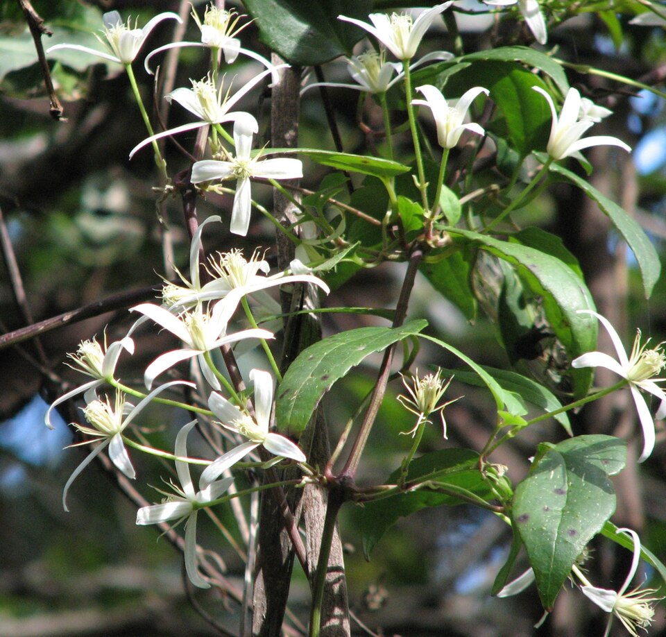 Mountain Clematis