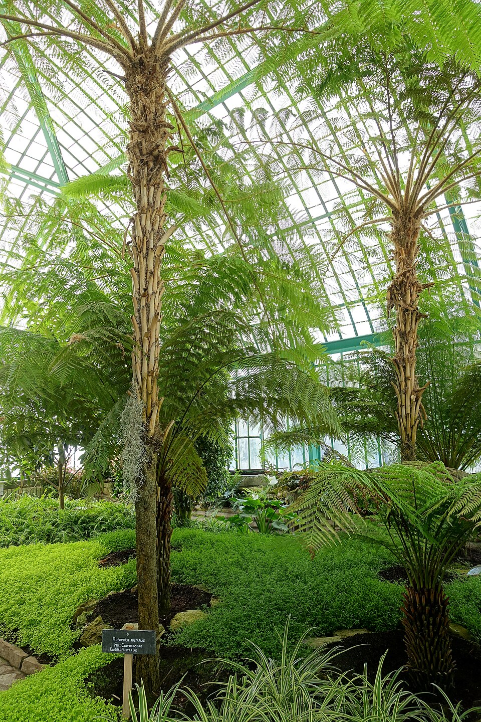 Rough Tree Fern