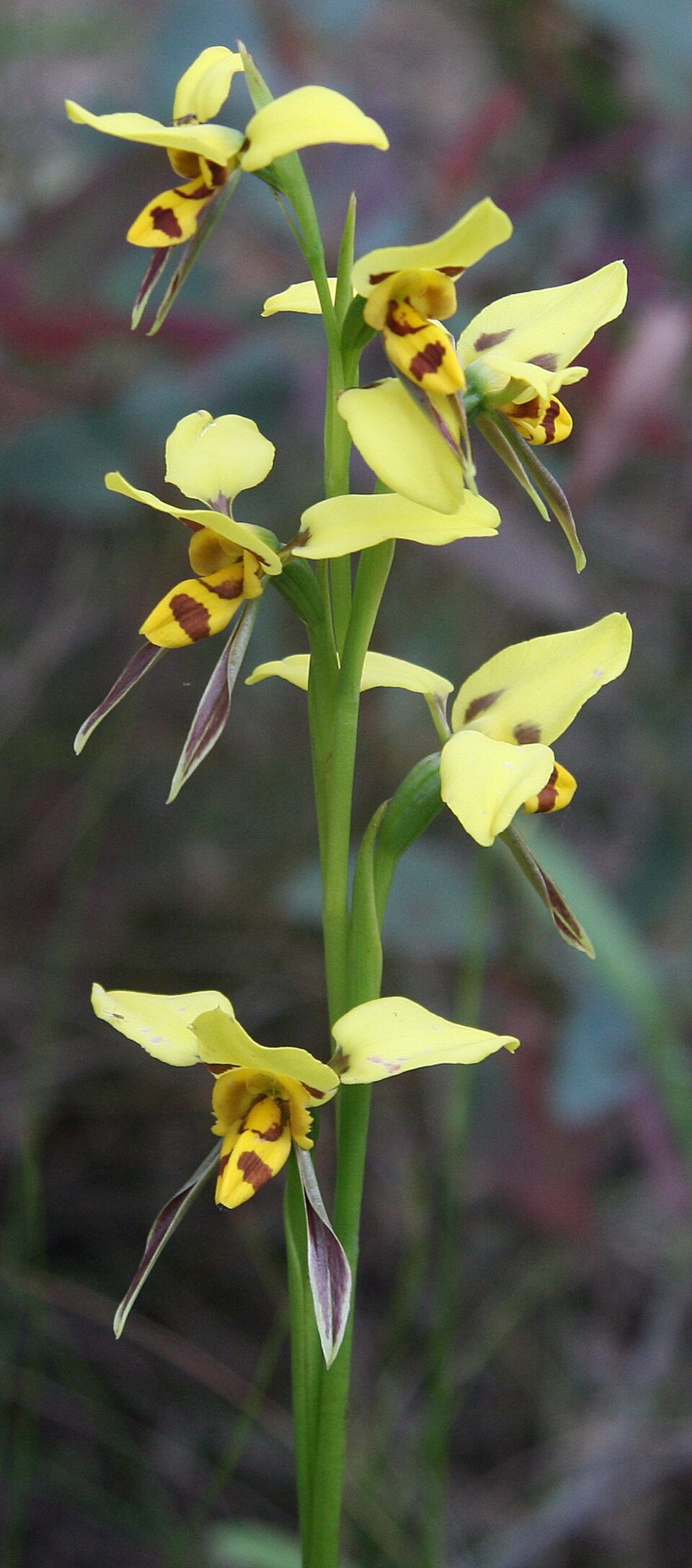 Tiger Orchid