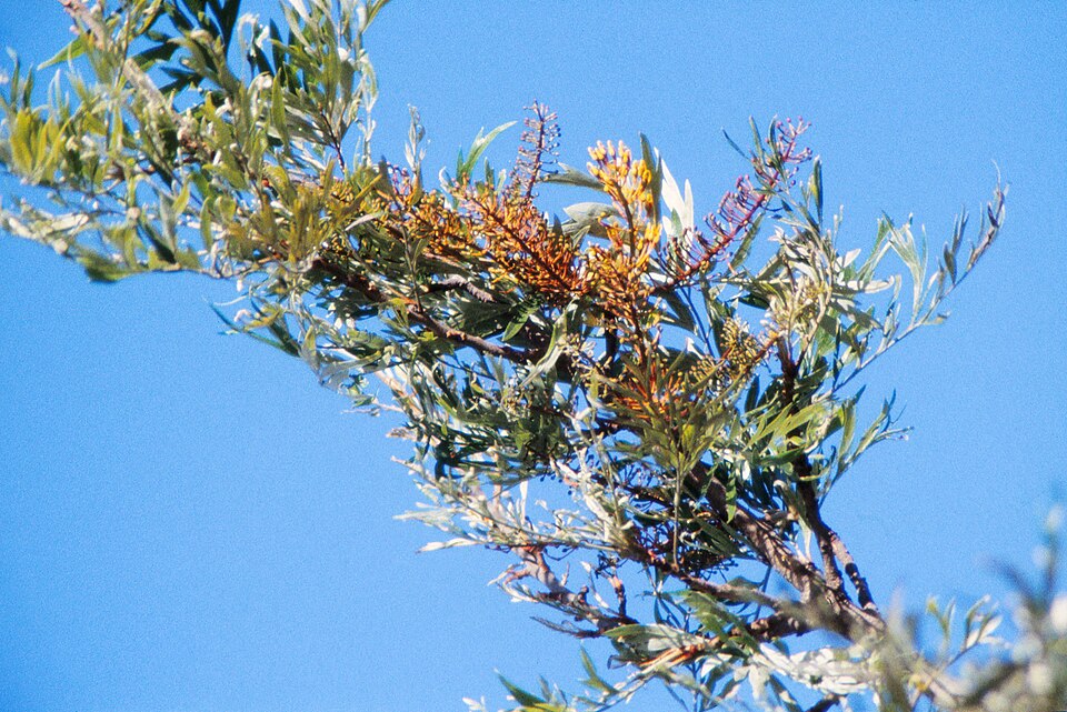 Silky Oak