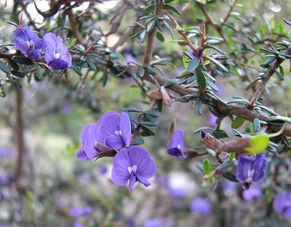 Pointed-leaf Hovea
