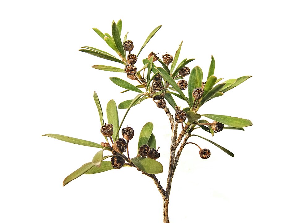 Tick Bush