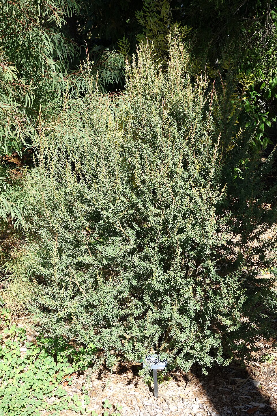 Mountain Tea Tree