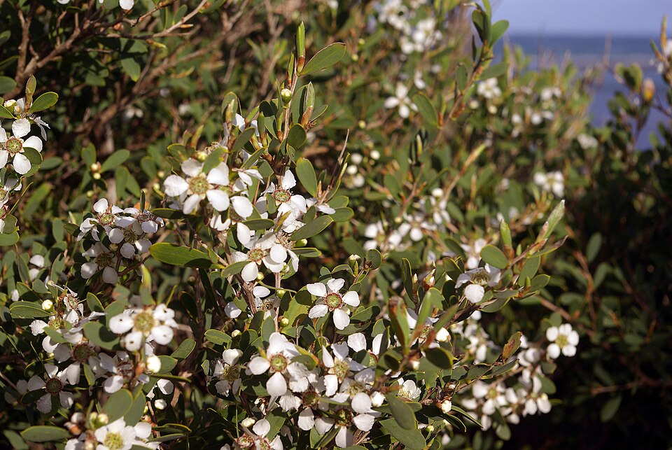 Coastal Tea Tree