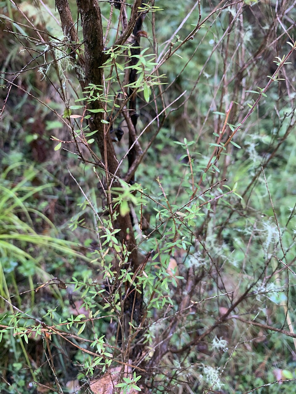 Manuka