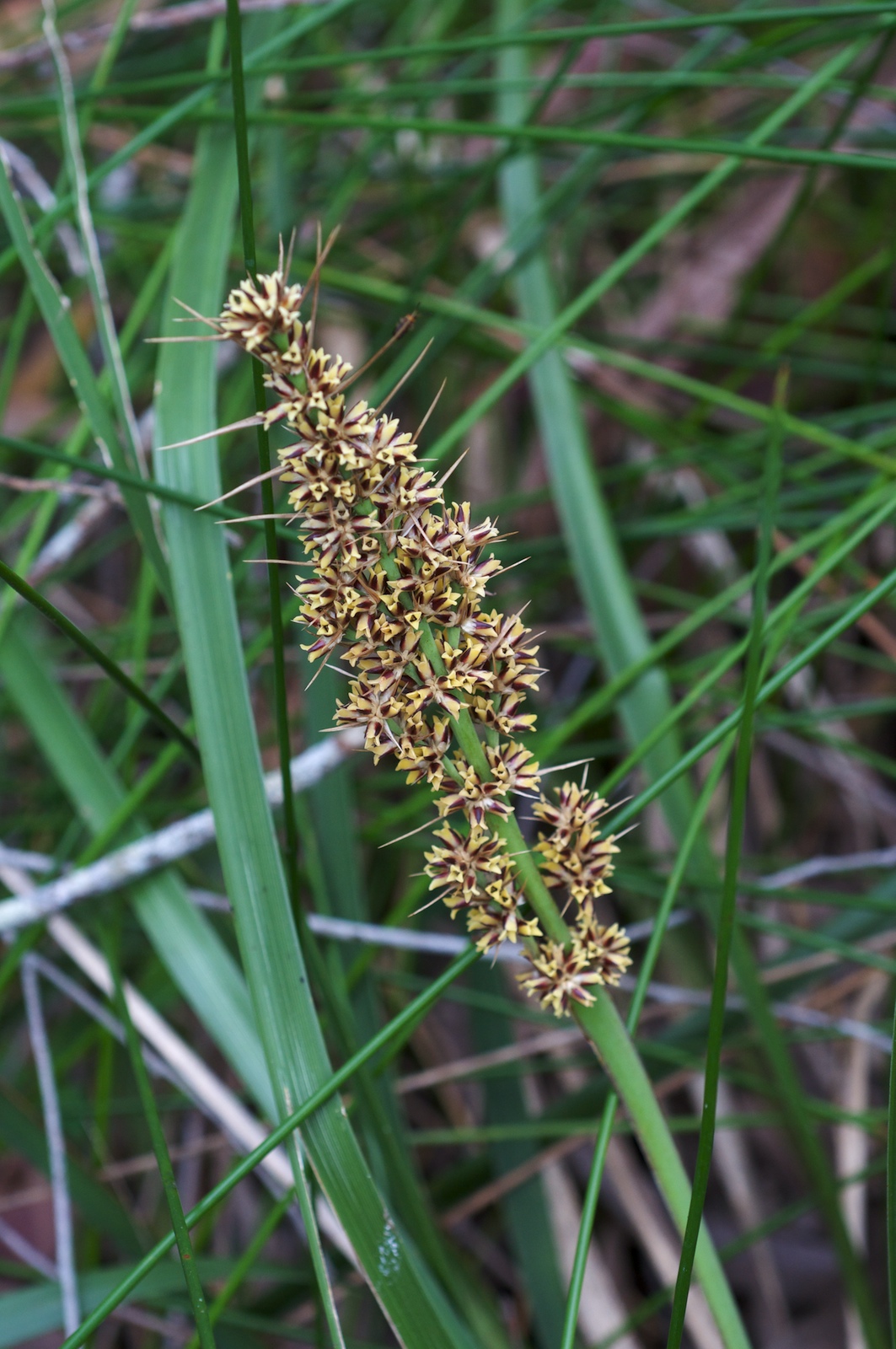 Spiny-headed Mat-rush
