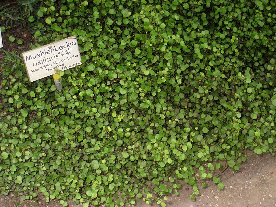 Creeping Wire Vine