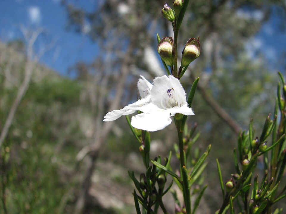 Round-leaf Mint Bush