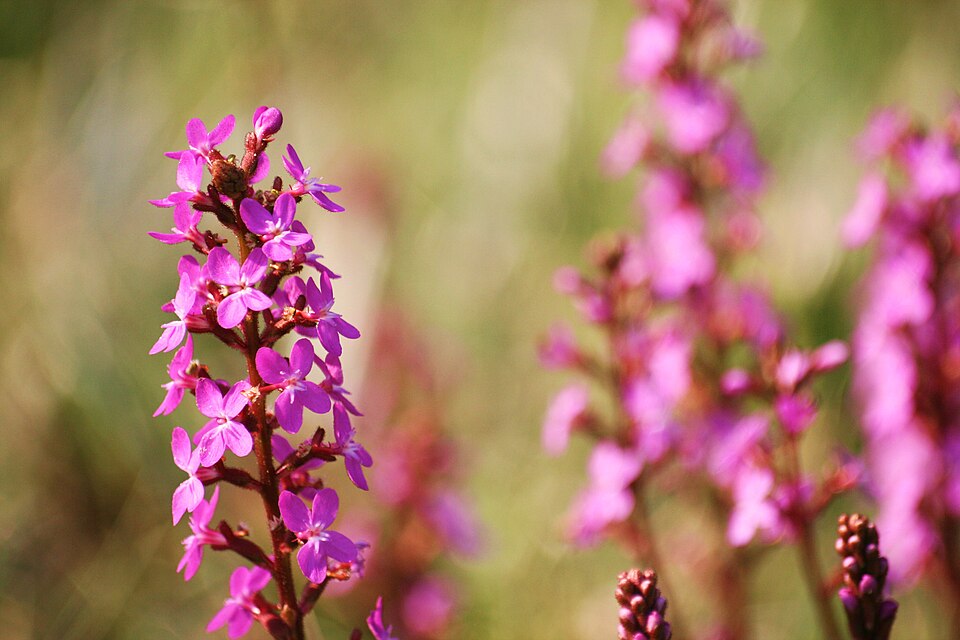 Grass Triggerplant