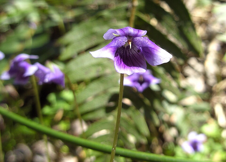 Native Violet