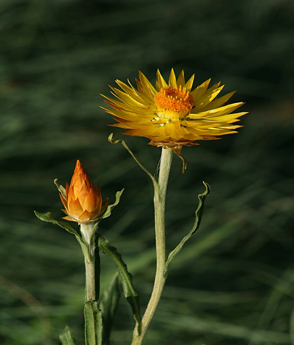 Golden Everlasting
